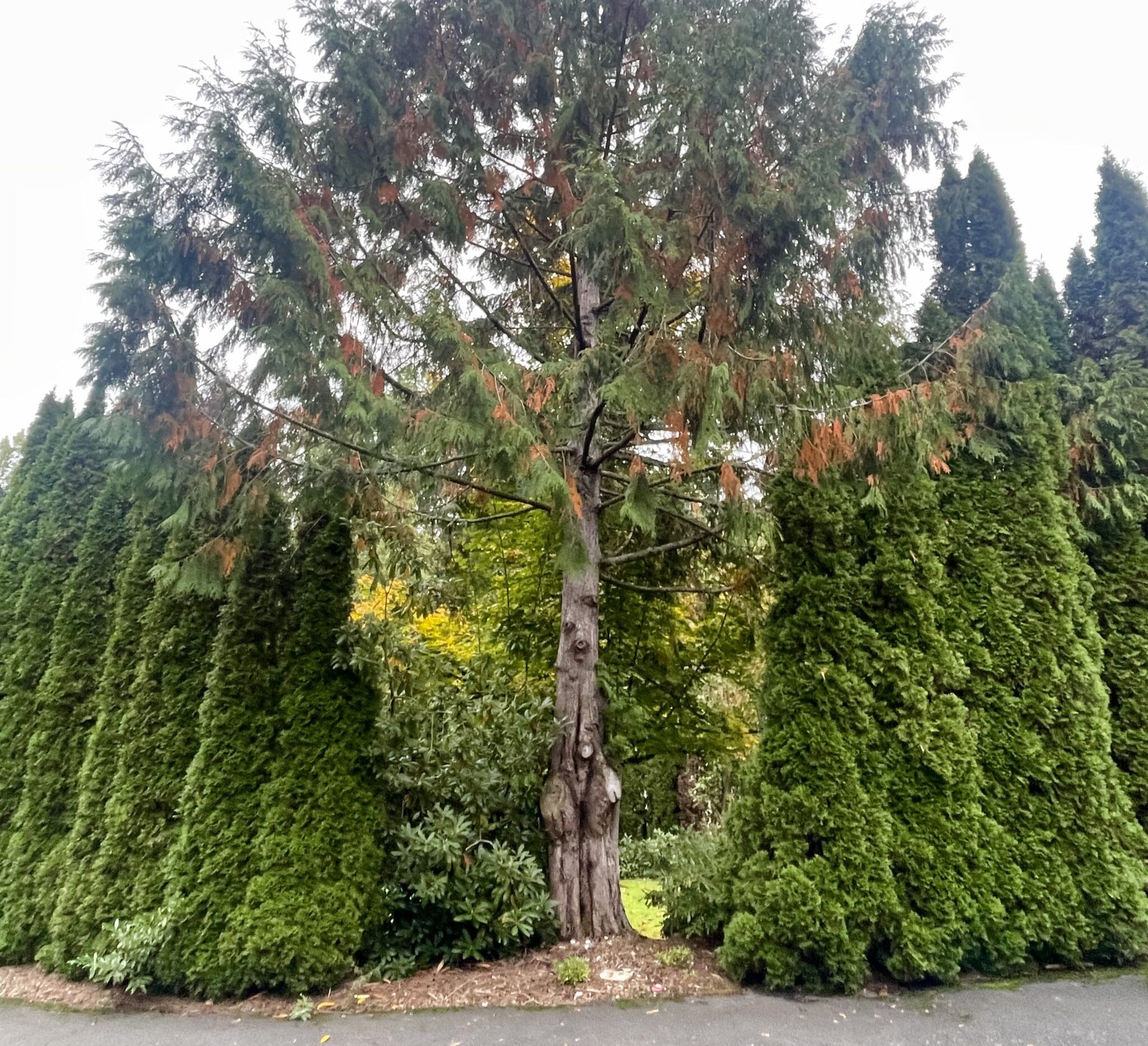 cedar flagging