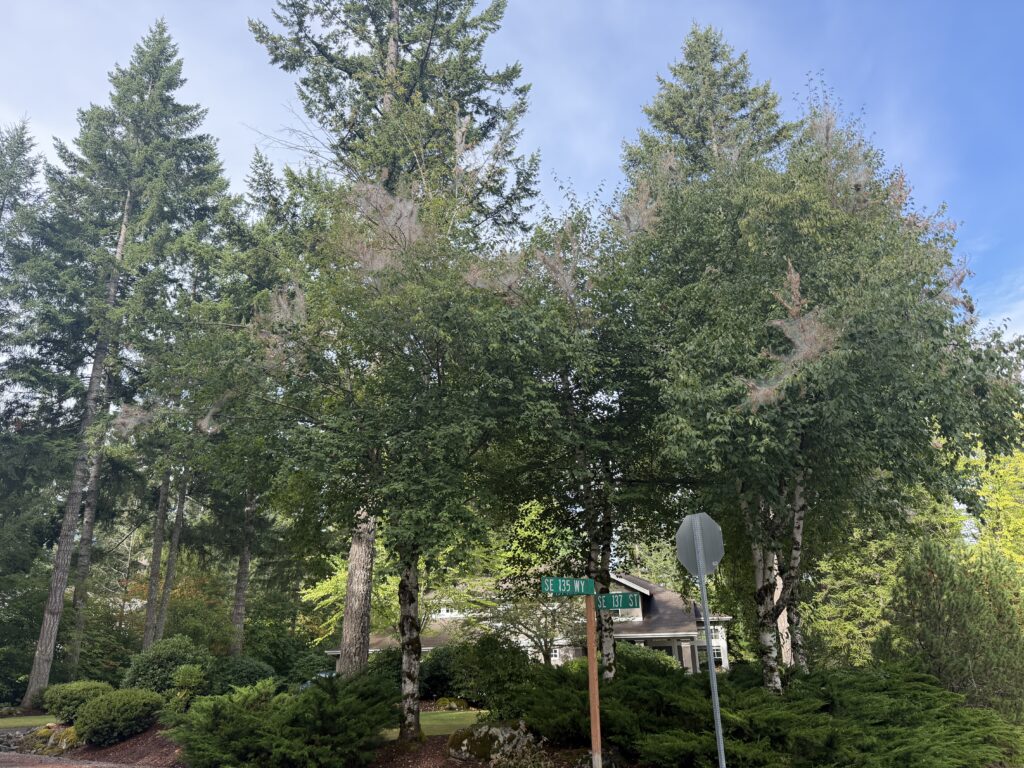 Fall webworms in tree