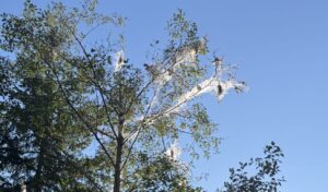 Fall Webworms in Trees: What Those Webs Mean and What to Do