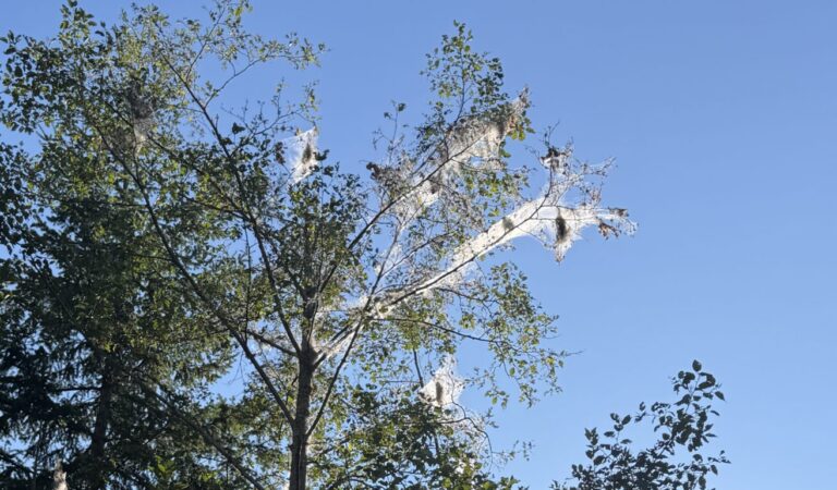 Fall Webworms in Trees: What Those Webs Mean and What to Do