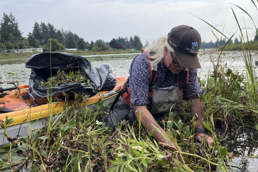 staff from noxious weeds program pulling floating primrose vegetation from muddy shoreline of Chambers Lake. A kayak with bag for disposal sits in the background of staff member working