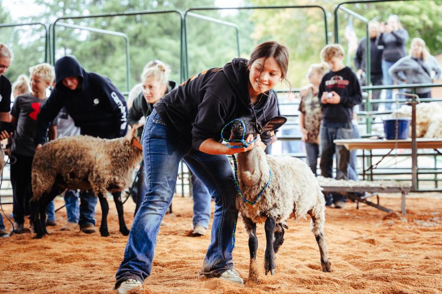 image of a young person showing a lamb in an ag arena