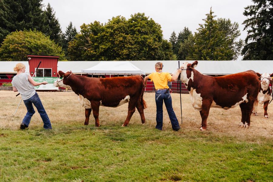 image of two youth exhibitors showing their cattle in an outdoor arena at Thurston County Fairgrounds on an overcast day.