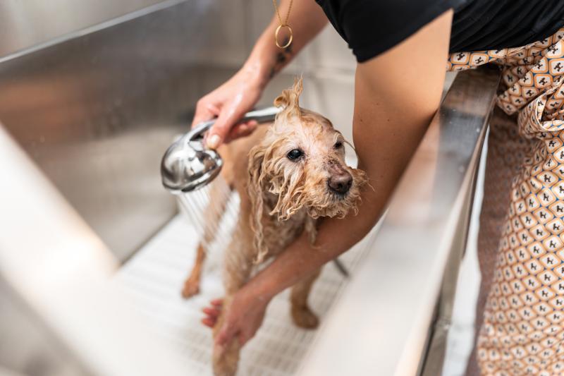 Professional dog groomer washing a wet poodle in a salon bathtub