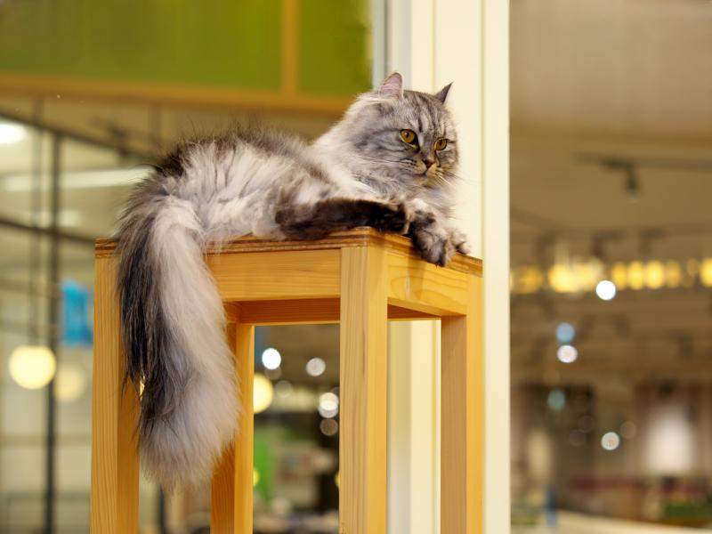 cat sitting on table stand at cat cafe