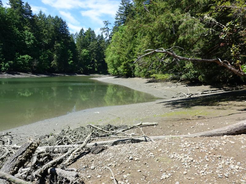 frye cove shoreline- mudflats lead to green waters that are framed by evergreen trees