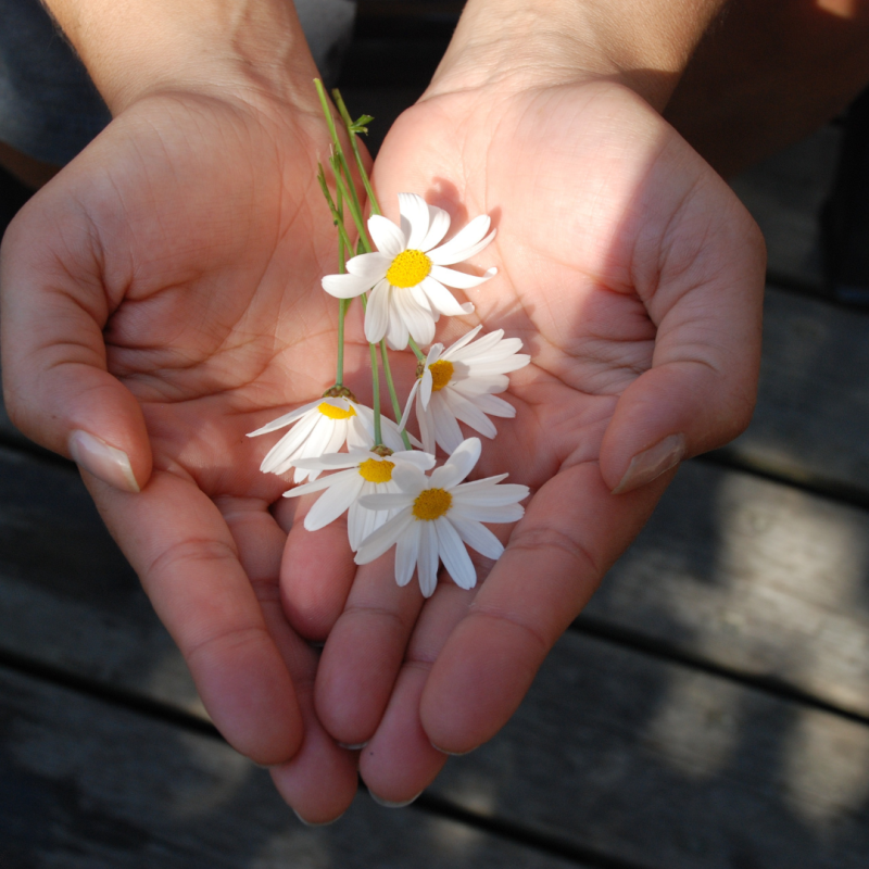 Flower in hand
