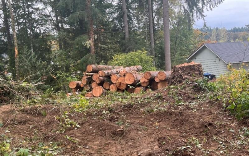 Cleared vegetation with a stump in the ground. Logs and branches of tree are stacked next to the stump. There is a house behind the stump