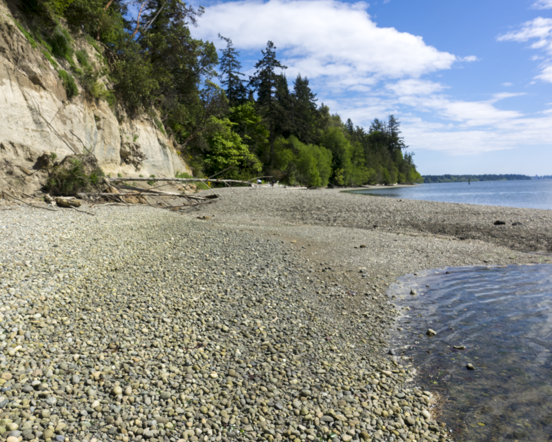 shoreline at burfoot beach on a sunny day. pebble beach is lined by trees on a steep, sandstone cliffside