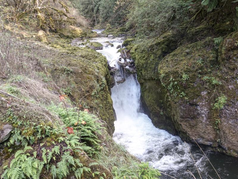 deschutes falls park shown. A water fall carves through rock. A bluff in the foreground is covered in ferns and greenery