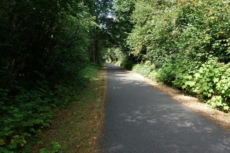 a path is carved through a wooded area with shrubs lining the sides of the trail