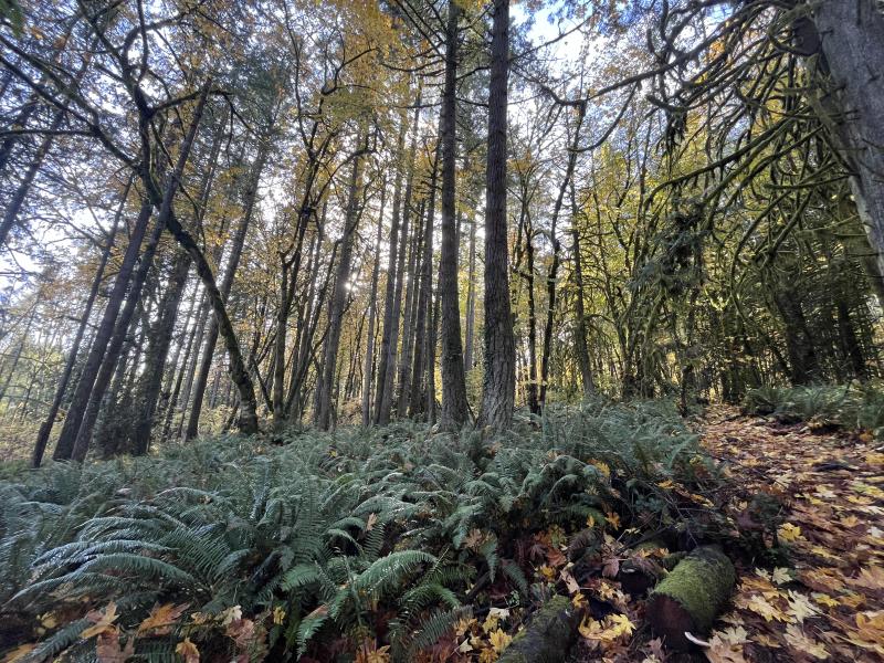 a wooded area at Guerin Park with sword ferns crowding the understory. Fall leaves scatter a trail cutting through the forest.