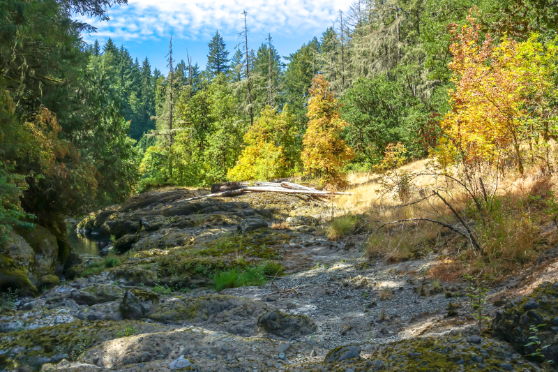 Densely wooded terrain at Deschutes Falls Park 