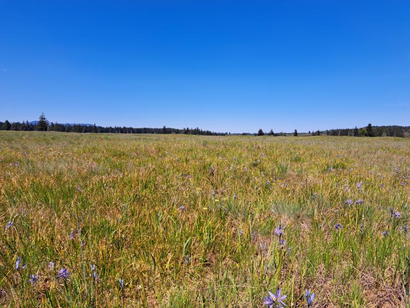 A view across the grassy plain at Glacial Heritage Preserve on a sunny day