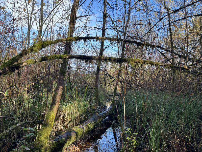 Moss covered trees and marshy wet terrain at Guerin Park 
