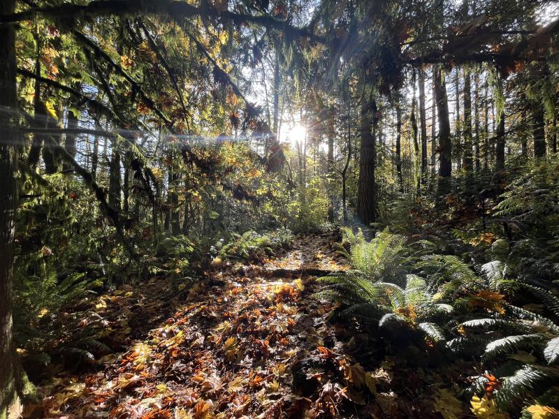 The sun bursting through the trees while walking the trail at Guerin Park