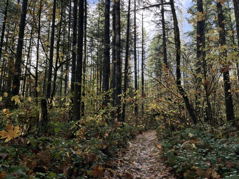 The park at Guerin Park densely wooded area with ferns and falls leaves scattered along the ground