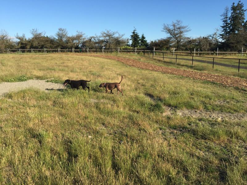 Dogs playing in the wide open grassy area at the off leash dog park 