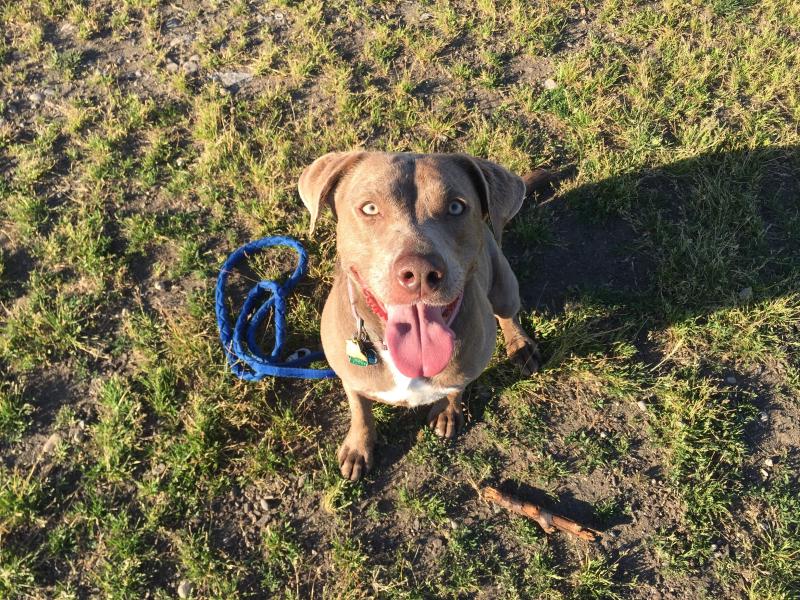 A photo of a happy patron (dog) at the off leash dog park 