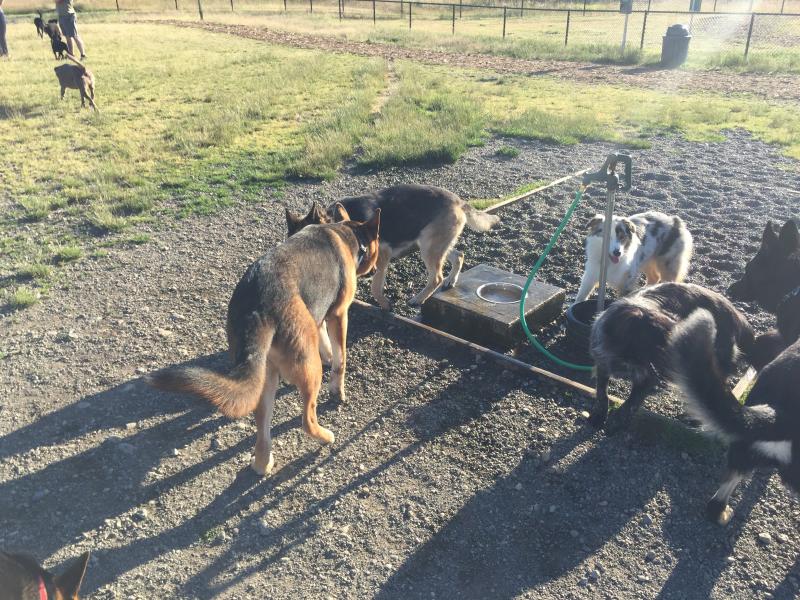 Several dogs interacting at the Off Leash Dog Park
