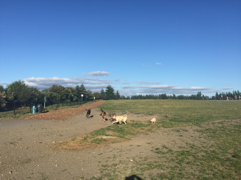 A skyline view at the Off Leash Dog Park with large grassy areas for pets to run and exercise