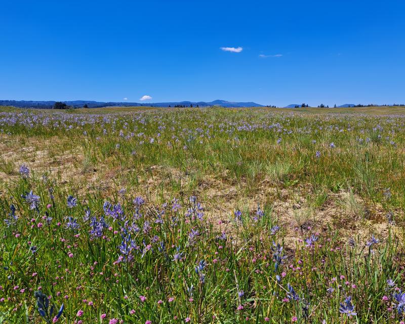 prairie flowers on Glacial Heritage in bloom. Purple camas and pink sea thrift are shown against a green sea of fescue, framed by a clear, blue sky,