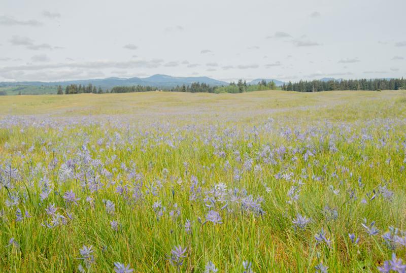 Camas is in bloom in an open prairie with cloudy skies at Glacial Heritage Preserve