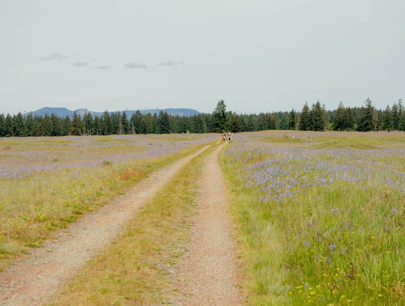 Camas and other wildflowers in bloom in an open prairie with cloudy skies at Glacial Heritage Preserve. A walking path is carved through the prairie.