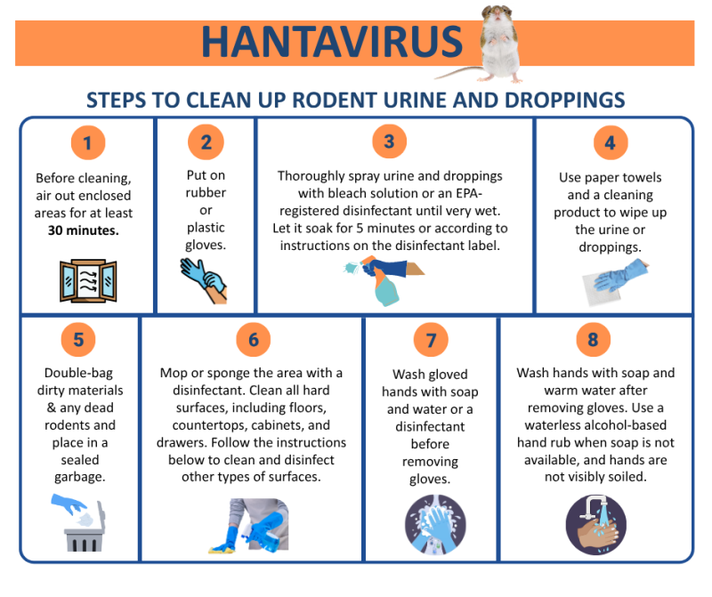 Image titled Hantavirus with deer mouse and 8 steps on how to clean up rodent urine and droppings listed below