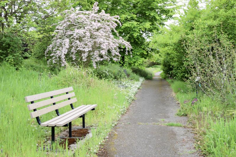 A bench sets on the left side of a paved path, surrounded by grass, shrubs, and small trees