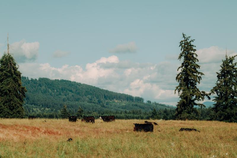 Cows in a grassy field. There are a few big trees in the foreground and in the background a forested hill.