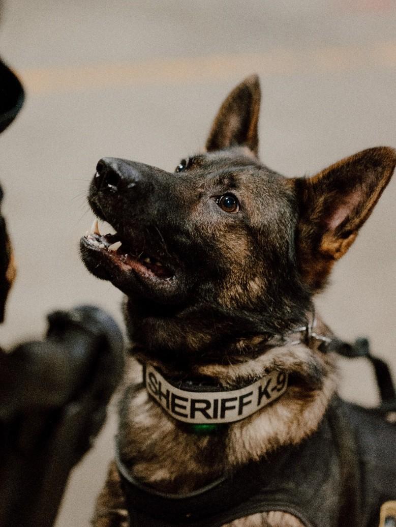 TCSO K9