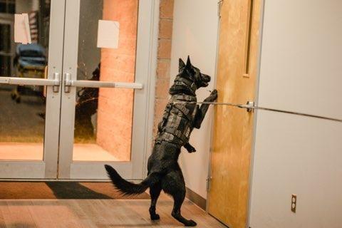 TCSO K9 ON A SEARCH AT A DOOR