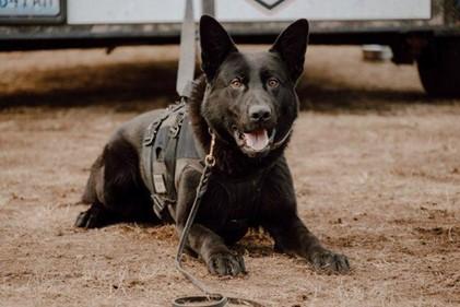TCSO K9 LAYING ON THE GROUND