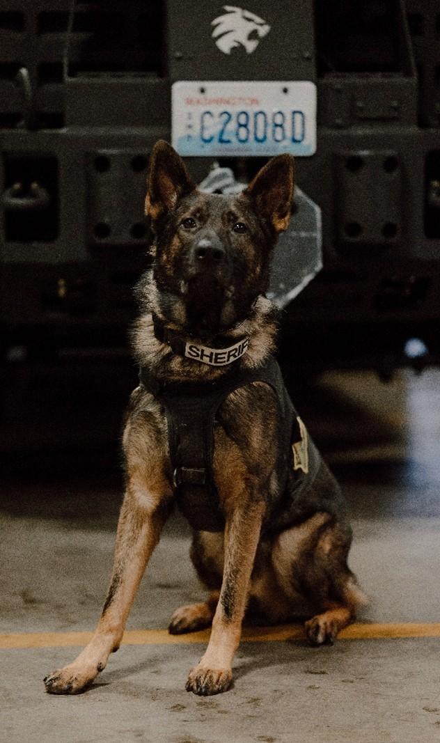 TCSO K9 IN FRONT OF VEHICLE