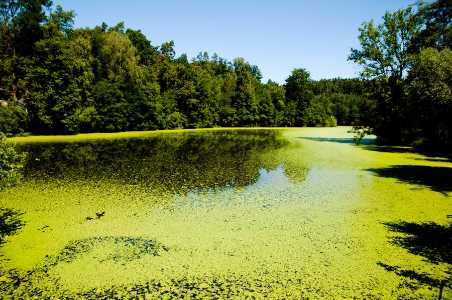 green algae covering lake