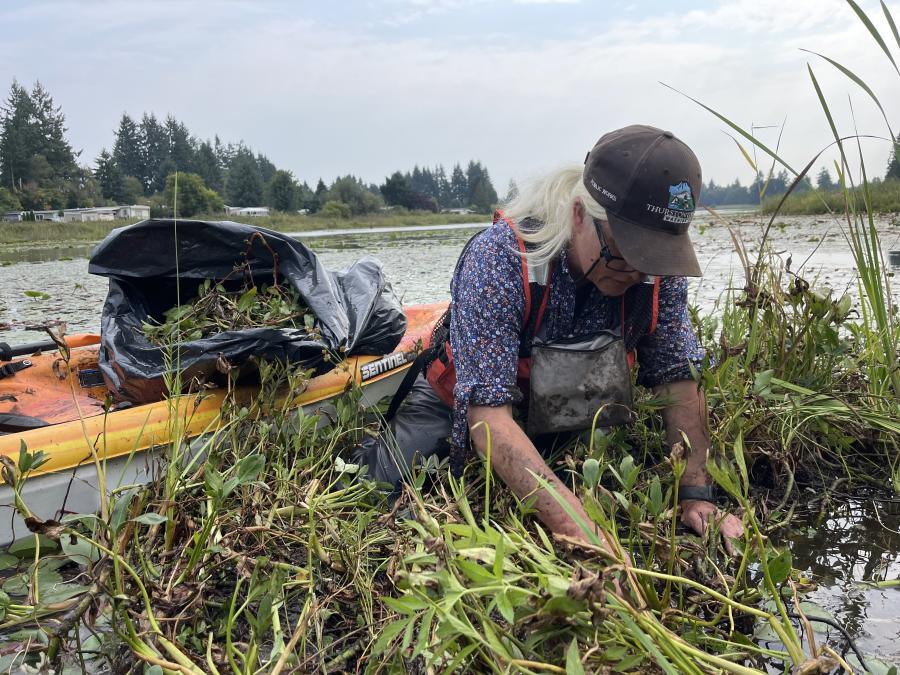 staff from noxious weeds program pulling floating primrose vegetation from muddy shoreline of Chambers Lake. A kayak with bag for disposal sits in the background of staff member working