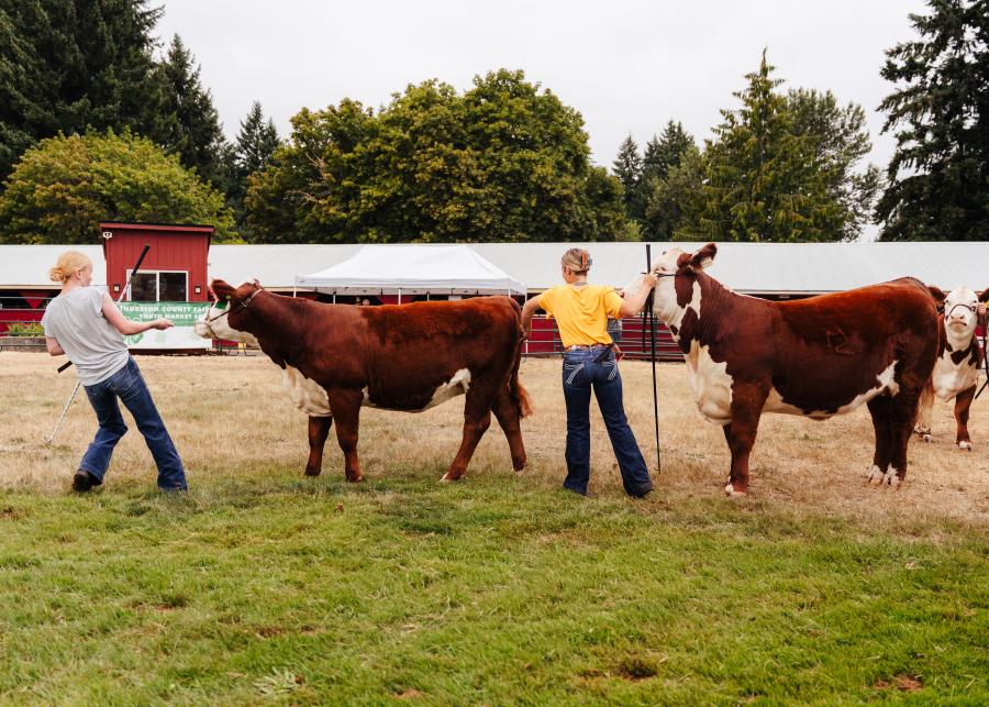 image of two youth exhibitors showing their cattle in an outdoor arena at Thurston County Fairgrounds on an overcast day.