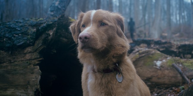 'Good Boy'