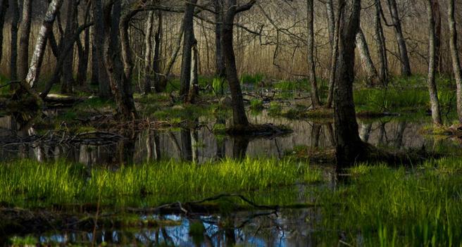 Peatland Rewilding: Finnish Community Turns Abandoned Mine into Vibrant Bird Sanctuary