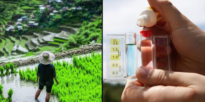 Climate change is causing arsenic levels to rise in rice. Here's the safe switch to make.