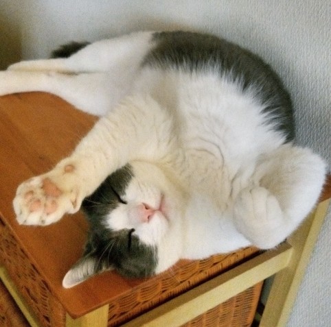 白グレーのハチワレ猫がチェストの上で仰向けになって寝そべっています。