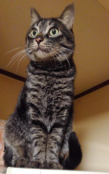 キジトラ猫が冷蔵庫の上でお座りしています。
