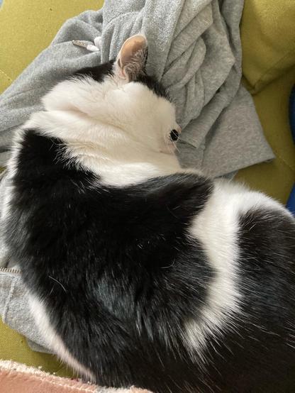 緑色のソファの上で軽く丸まって寝ている白黒猫。グレーのパーカーをいい感じにこねて頭を乗せて寝ている。