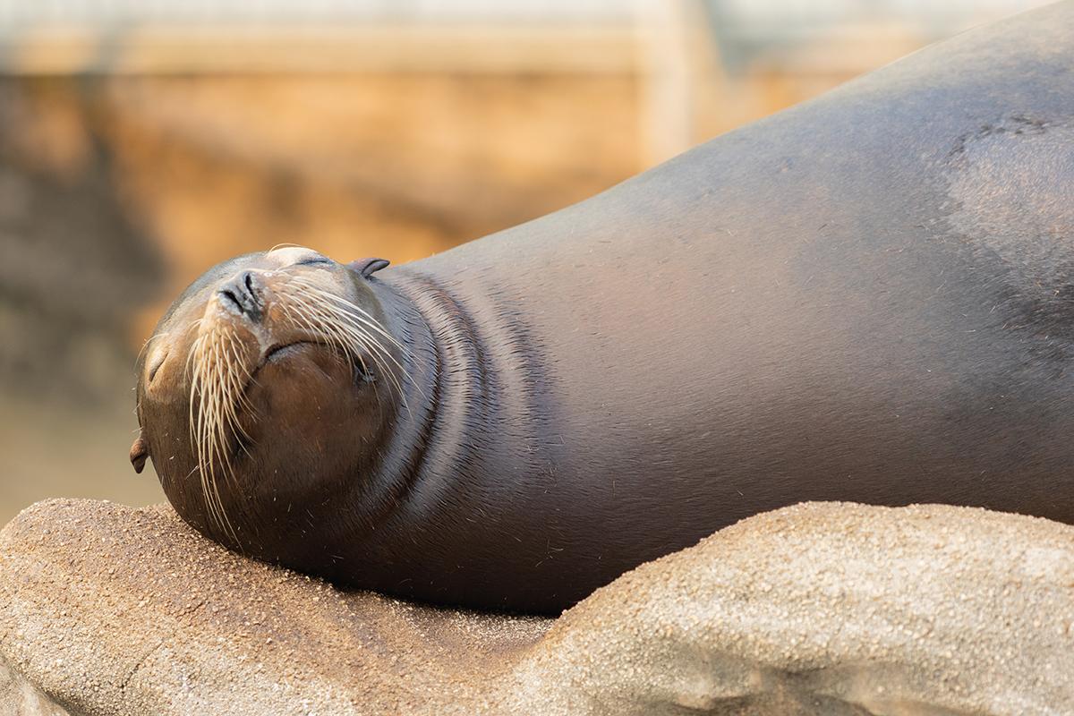 動物園のアシカの画像。横たわっていて、画面の左のほうに顔があって、画面の右のほうは胸のあたりまで見えている。顔だけやや起こしているようで、こちらを向いているが目は閉じている。