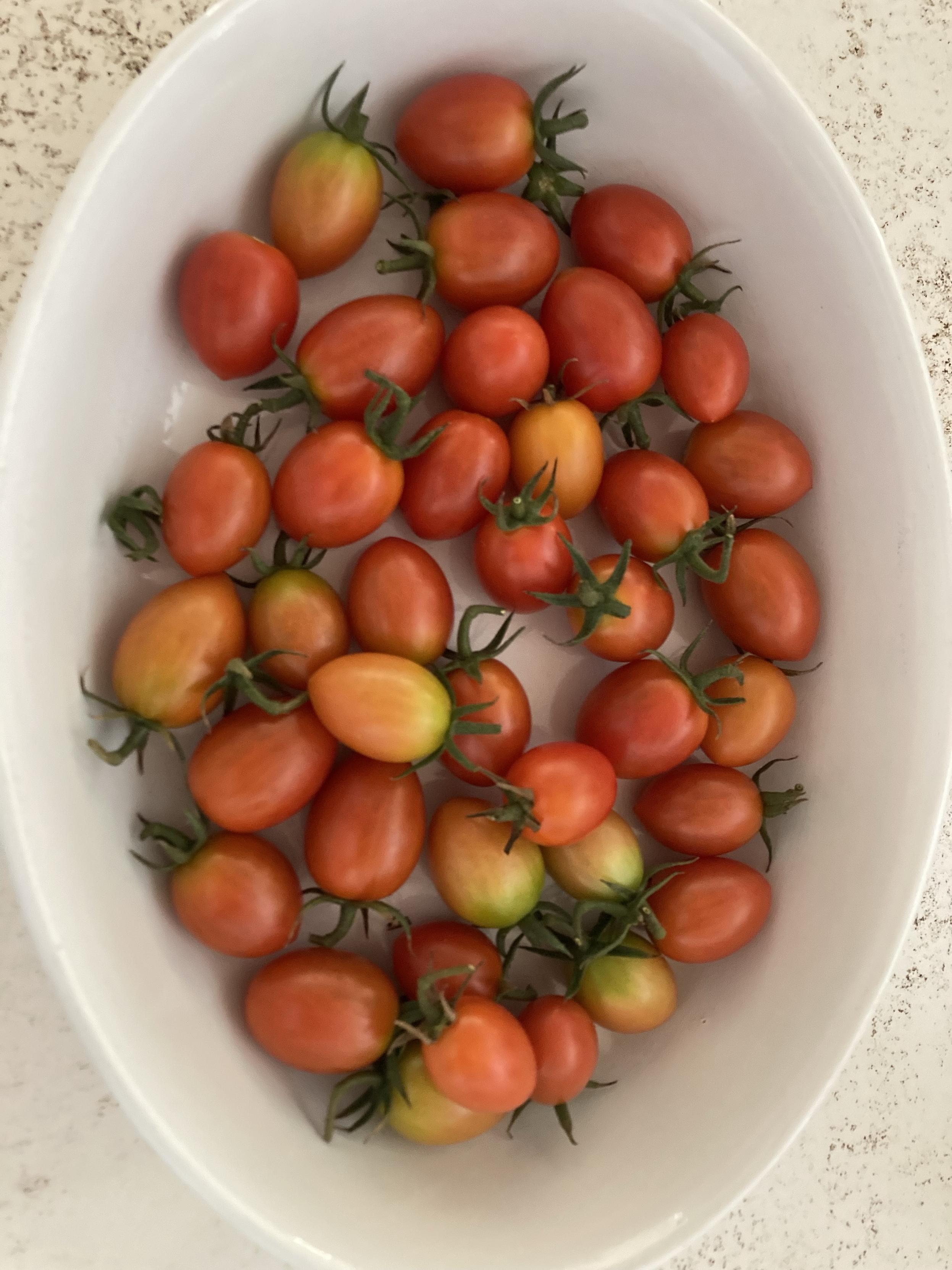 20260730 Cherry tomatoes