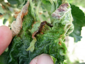 close-up view of a curled leaf exposing larvae and showing the brown discoloration.