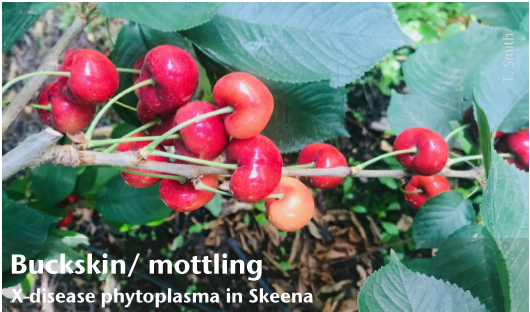 cherries of varying color on a branch