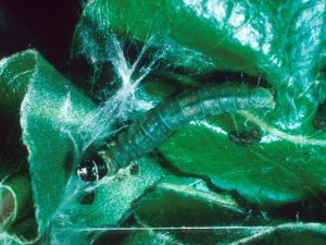 larva on leaves