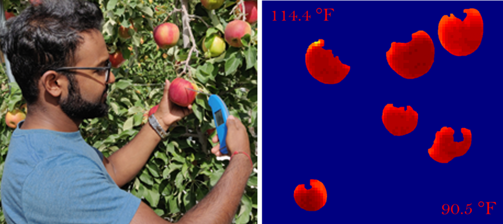 apples with different temperature 